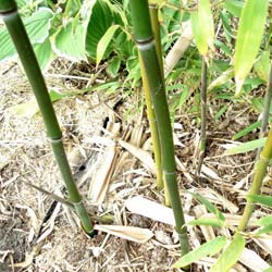 Bamboo Phyllostachys stimulosa